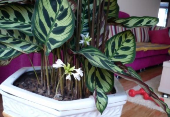 雙線竹芋市場價格多少錢一盆 雙線竹芋會開花嗎