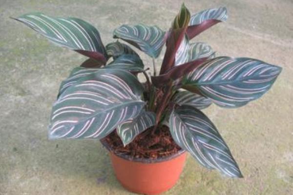 雙線竹芋市場價格多少錢一盆 雙線竹芋會開花嗎