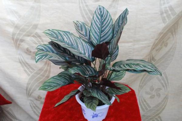 雙線竹芋市場價格多少錢一盆 雙線竹芋會開花嗎