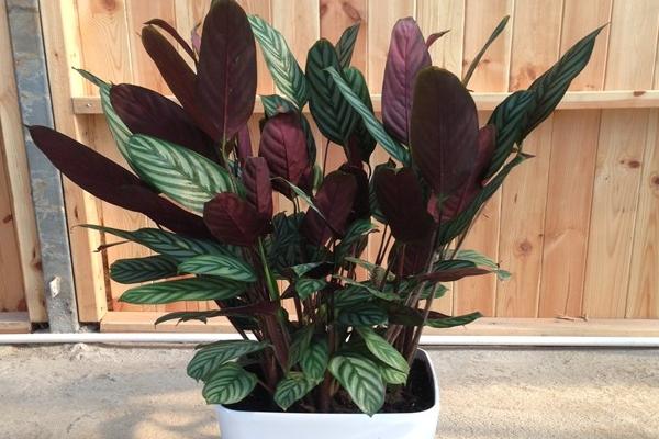 雙線竹芋市場價格多少錢一盆 雙線竹芋會開花嗎