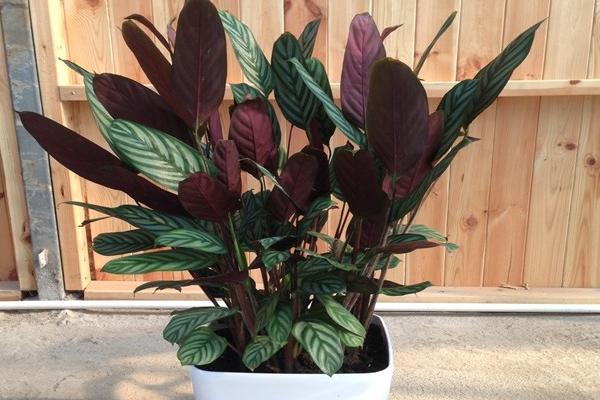 雙線竹芋吸甲醛嗎 雙線竹芋凈化空氣嗎