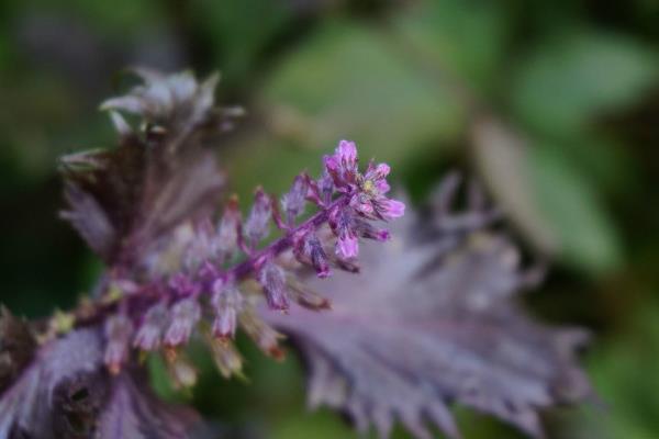紫蘇圖片大全 紫蘇一般用來做哪些菜