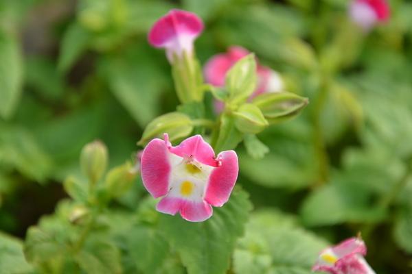 夏堇扦插繁殖方法 夏堇的播種方法