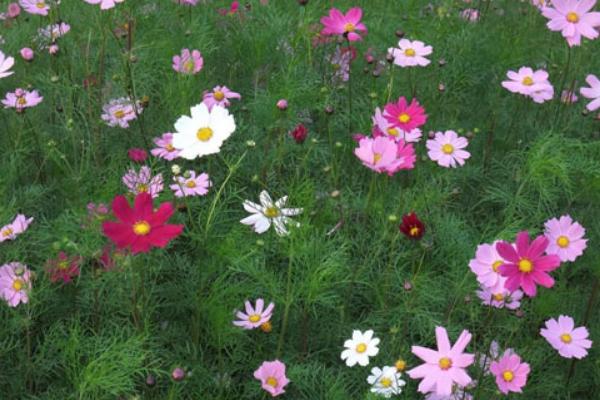 波斯菊種子市場價格多少錢一斤 波斯菊種子什么時候種