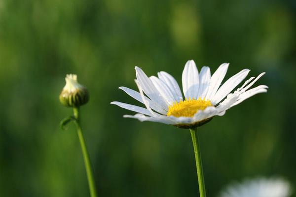 白晶菊市場價(jià)格多少錢一盆  白晶菊的養(yǎng)殖方法