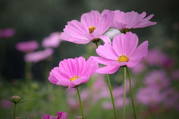 波斯菊什么時候開花 波斯菊花期是幾月