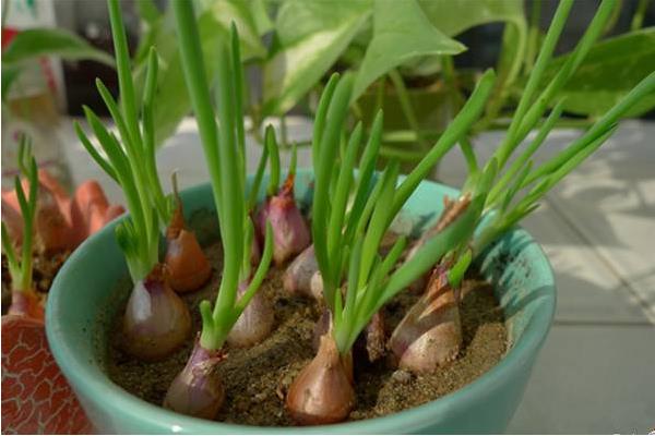 普通香蔥和和小香蔥的區別是什么  小蔥和大蔥的區別