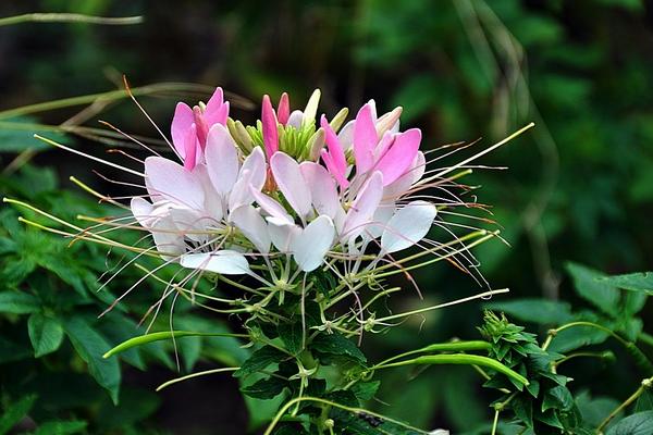 醉蝶花種子市場價格多少錢一斤 醉蝶花種子怎么種