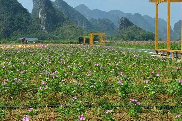 醉蝶花種子市場價格多少錢一斤 醉蝶花種子怎么種