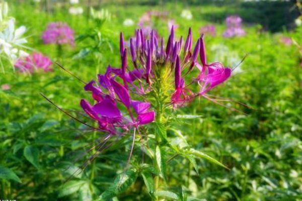 醉蝶花種子市場價格多少錢一斤 醉蝶花種子怎么種
