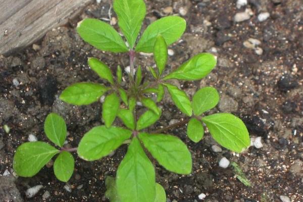 醉蝶花種子市場價格多少錢一斤 醉蝶花種子怎么種