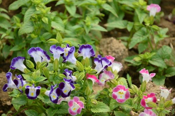 夏堇什么時候開花（幾月） 夏堇花期是什么時候