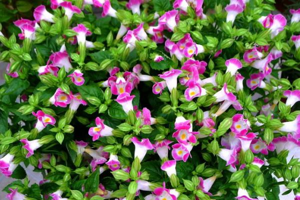 夏堇什么時候開花(幾月) 夏堇花期是什么時候