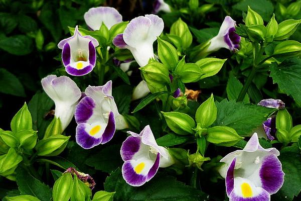 夏堇什么時候開花(幾月) 夏堇花期是什么時候