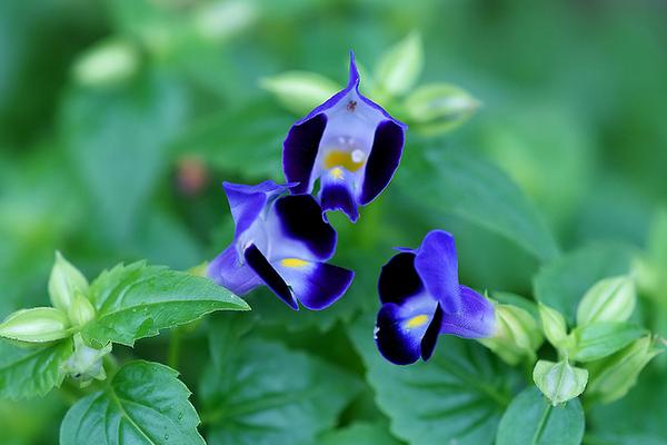 夏堇什么時候開花(幾月) 夏堇花期是什么時候