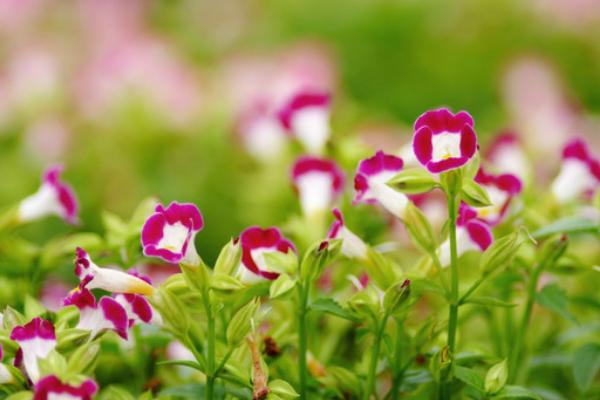 夏堇什么時候開花(幾月) 夏堇花期是什么時候