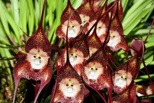 猴面小龍蘭市場價格多少錢一盆  猴面小龍蘭的作用