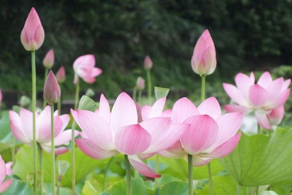 盆栽荷花怎么養 荷花盆景養殖方法與注意事項