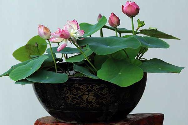 盆栽荷花怎么養 荷花盆景養殖方法與注意事項