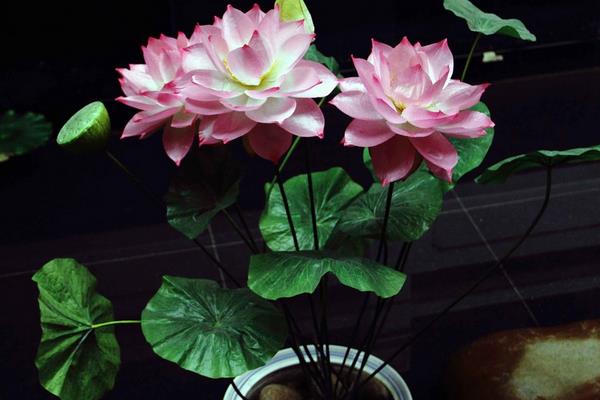 盆栽荷花怎么養 荷花盆景養殖方法與注意事項