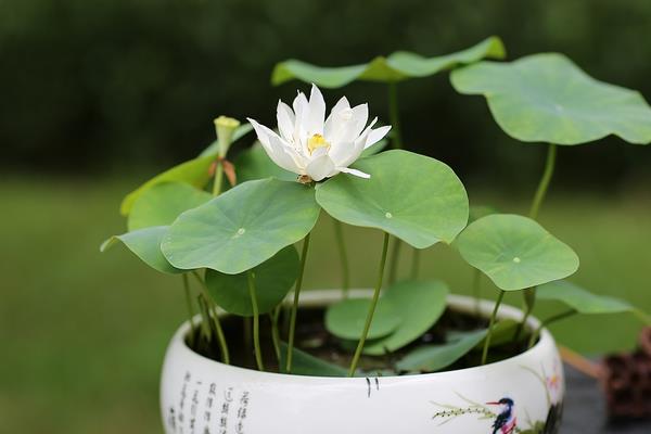 盆栽荷花怎么養 荷花盆景養殖方法與注意事項