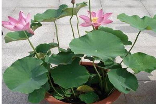 盆栽荷花怎么養 荷花盆景養殖方法與注意事項