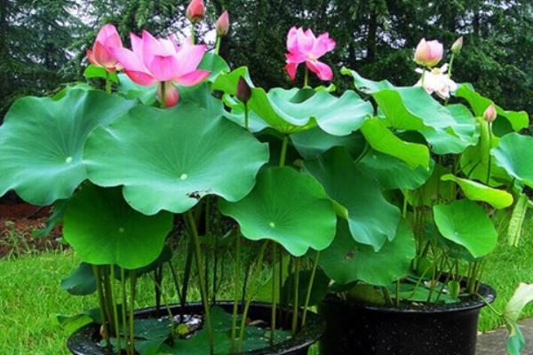 盆栽荷花怎么養 荷花盆景養殖方法與注意事項
