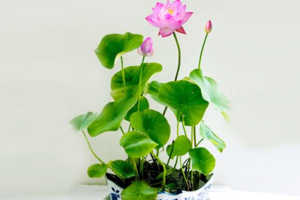 盆栽荷花怎么養 荷花盆景養殖方法與注意事項