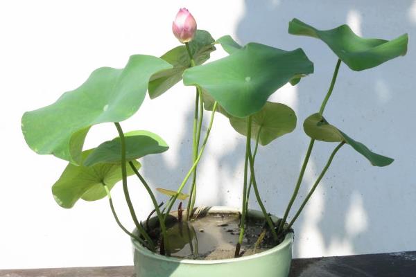盆栽荷花怎么養 荷花盆景養殖方法與注意事項