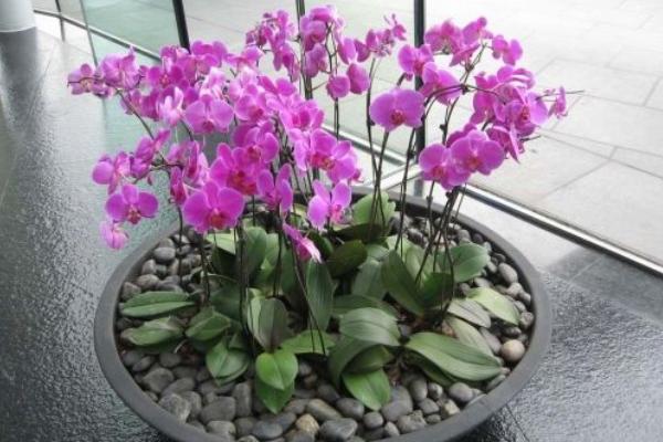 蝴蝶蘭的種子市場價格多少錢一斤 蝴蝶蘭種子怎么種