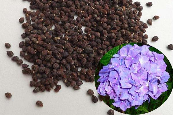 蝴蝶蘭的種子市場價格多少錢一斤 蝴蝶蘭種子怎么種