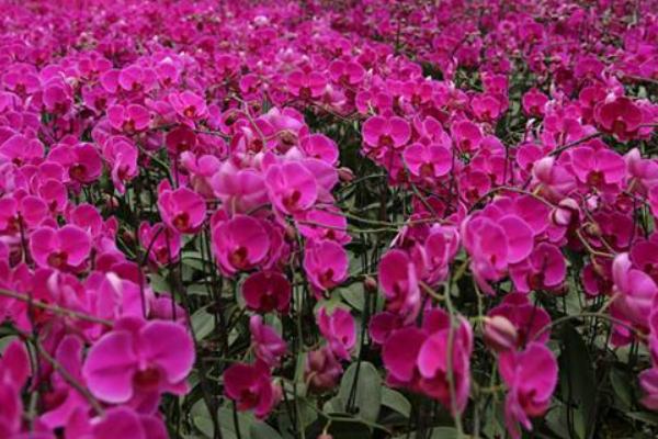 蝴蝶蘭的種子市場價格多少錢一斤 蝴蝶蘭種子怎么種