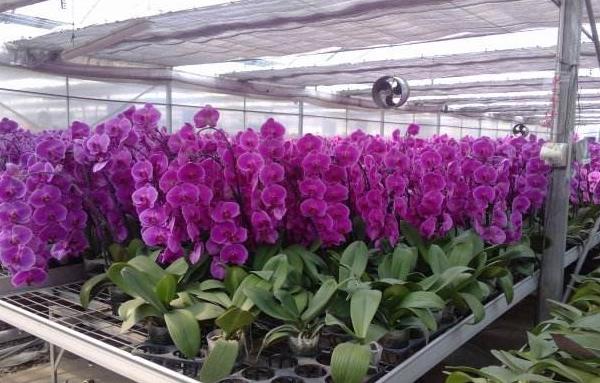 蝴蝶蘭的種子市場價格多少錢一斤 蝴蝶蘭種子怎么種