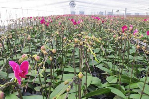 蝴蝶蘭的種子市場價格多少錢一斤 蝴蝶蘭種子怎么種