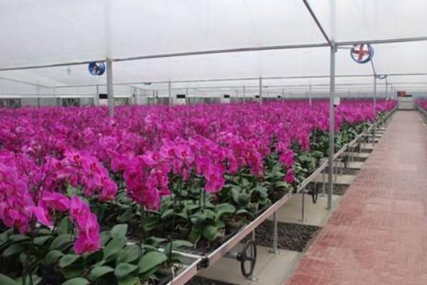 蝴蝶蘭的種子市場價格多少錢一斤 蝴蝶蘭種子怎么種