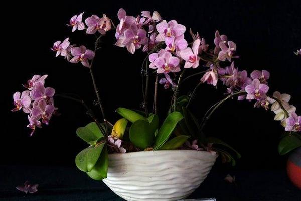 蝴蝶蘭繁殖方法 蝴蝶蘭怎么施肥