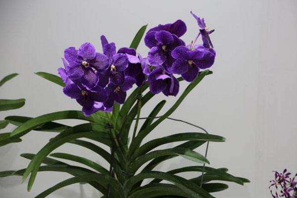 萬代蘭和千代蘭的區(qū)別是什么 萬代蘭的繁殖方法