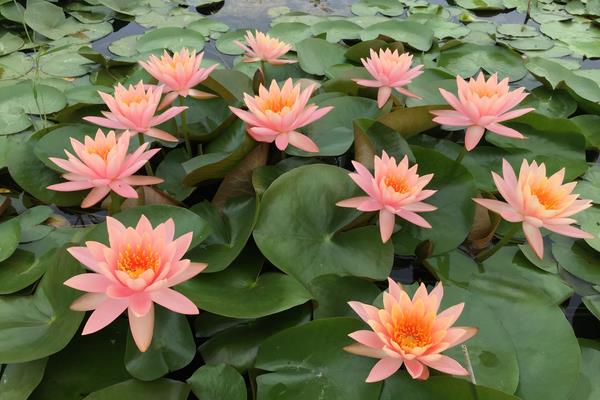 盆栽睡蓮怎么養(yǎng) 睡蓮盆栽養(yǎng)殖方法與注意事項