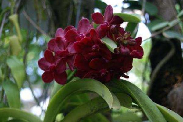 萬代蘭和千代蘭的區(qū)別是什么 萬代蘭的繁殖方法