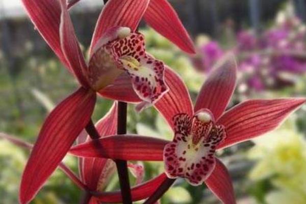 萬代蘭和千代蘭的區(qū)別是什么 萬代蘭的繁殖方法