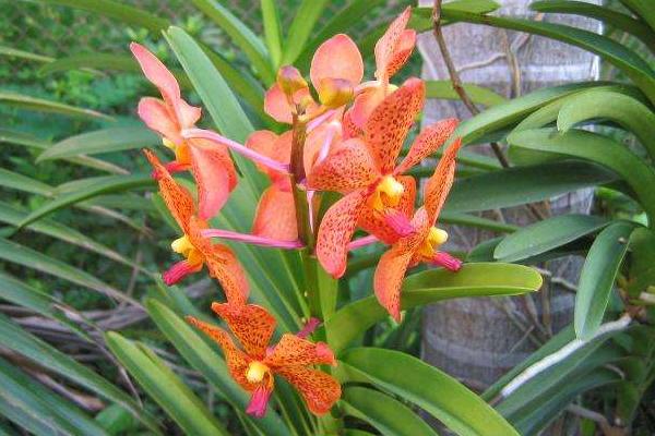 萬代蘭和千代蘭的區(qū)別是什么 萬代蘭的繁殖方法