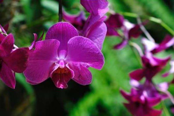 萬代蘭和千代蘭的區(qū)別是什么 萬代蘭的繁殖方法