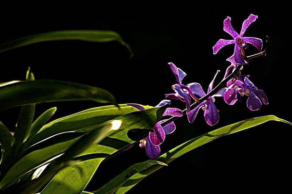 萬代蘭和千代蘭的區(qū)別是什么 萬代蘭的繁殖方法