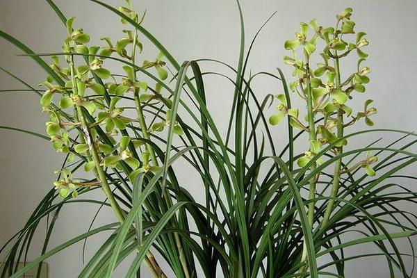 蕙蘭花什么時候開花 蕙蘭花花期是幾月