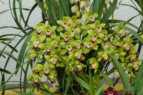 蕙蘭花什么時候開花 蕙蘭花花期是幾月