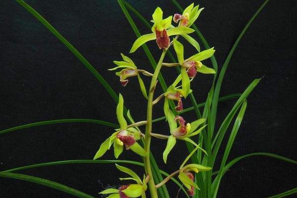 蕙蘭花什么時候開花 蕙蘭花花期是幾月