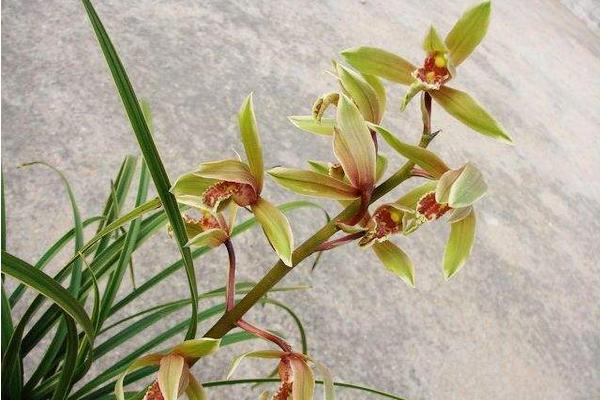 蕙蘭花什么時候開花 蕙蘭花花期是幾月