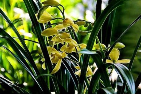 蕙蘭花什么時候開花 蕙蘭花花期是幾月