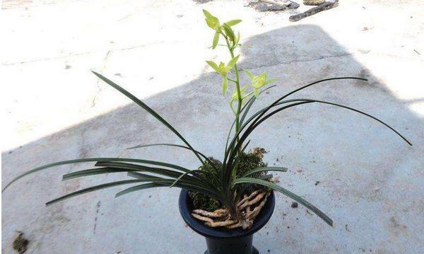 蕙蘭花什么時候開花 蕙蘭花花期是幾月