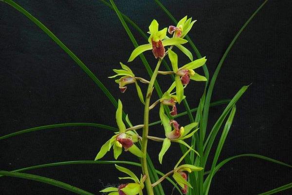 蕙蘭花市場價格多少錢一盆 蕙蘭花怎么進行分株繁殖